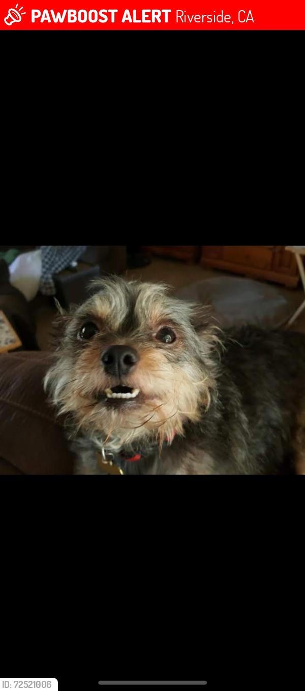 Lost Female Dog last seen Escaped from the yard about 2 hours ago. Near the corner of Gramercy and Ellen street. , Riverside, CA 92503