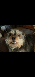 Lost Female Dog last seen Escaped from the yard about 2 hours ago. Near the corner of Gramercy and Ellen street. , Riverside, CA 92503