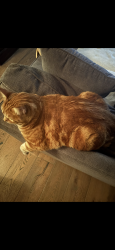 Lost Male Cat last seen Mira Vista and Del Cerro, Laguna Niguel, CA 92677