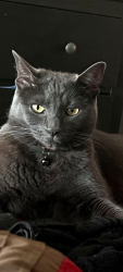 Lost Female Cat last seen  Santa Elena Avenue, Daly City, CA 94015