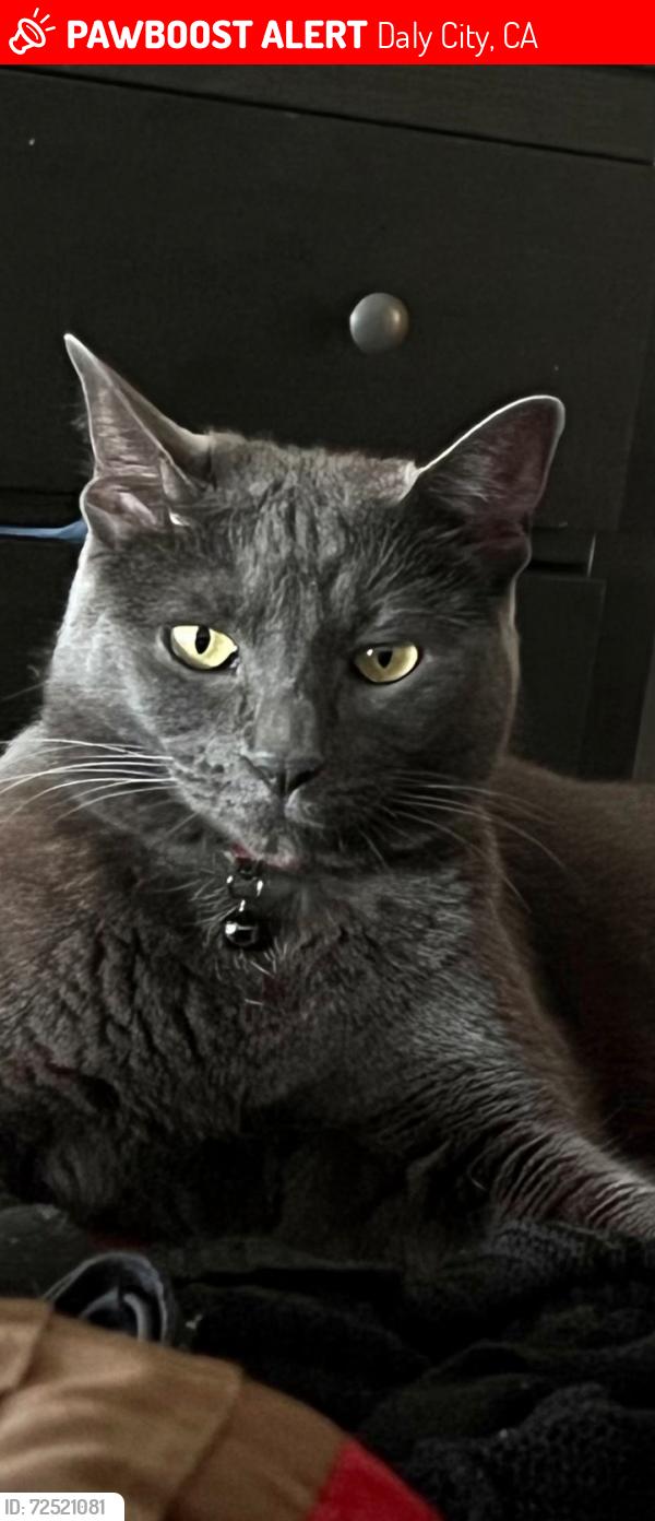 Lost Female Cat last seen  Santa Elena Avenue, Daly City, CA 94015