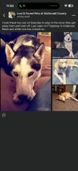 Lost Male Dog last seen Near Route F, Anderson, MO 64831