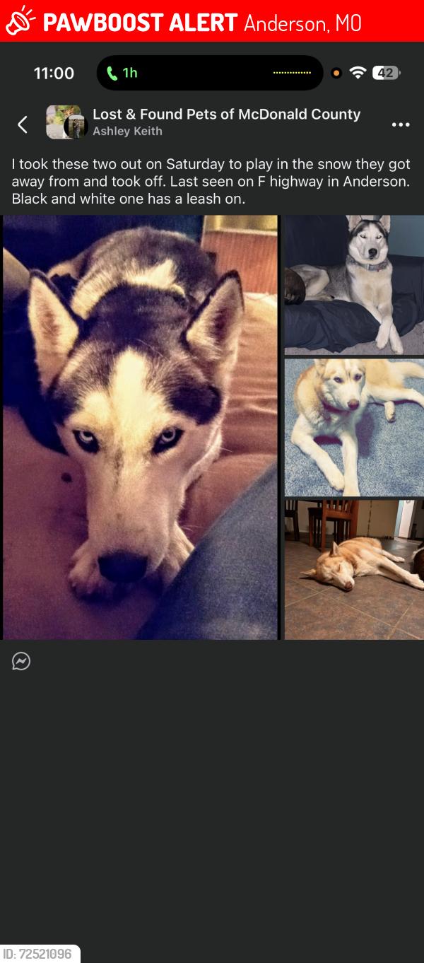 Lost Male Dog last seen Near Route F, Anderson, MO 64831
