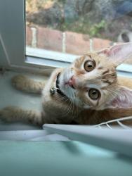 Lost Male Cat last seen Pinetrail s, Channelview, TX 77530