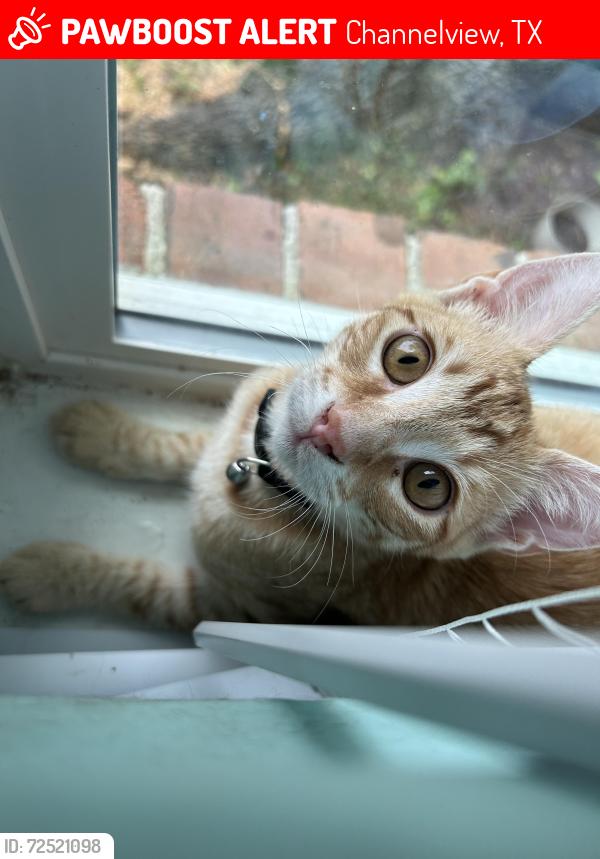 Lost Male Cat last seen Pinetrail s, Channelview, TX 77530