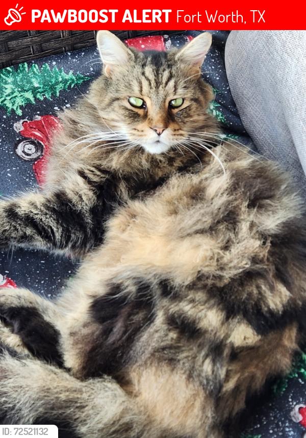 Lost Male Cat last seen Summerbrook Park , Fort Worth, TX 76137