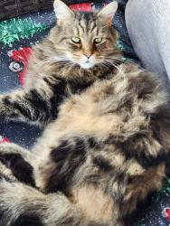 Lost Male Cat last seen Summerbrook Park , Fort Worth, TX 76137