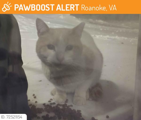 Found/Stray Unknown Cat last seen The Cove apmts, Roanoke, VA 24017