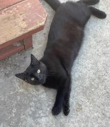 Lost Male Cat last seen Shirley vista, El Sobrante, CA 94803