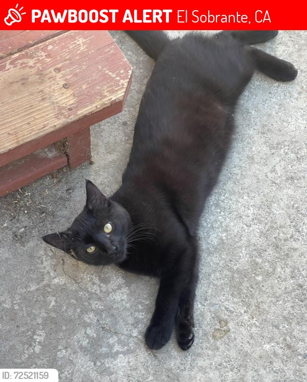 Lost Male Cat last seen Shirley vista, El Sobrante, CA 94803