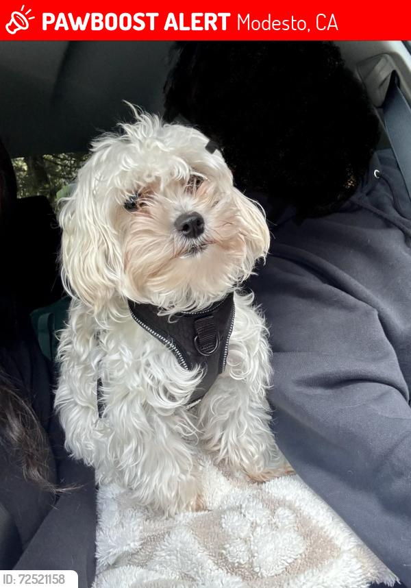 Lost Male Dog last seen Alturas Ave Modesto Ca , Modesto, CA 95351