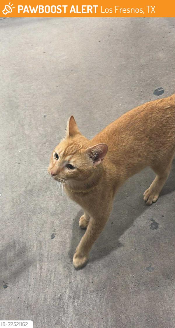 Found/Stray Unknown Cat last seen Little ceasars in Los Fresnos , Los Fresnos, TX 78566