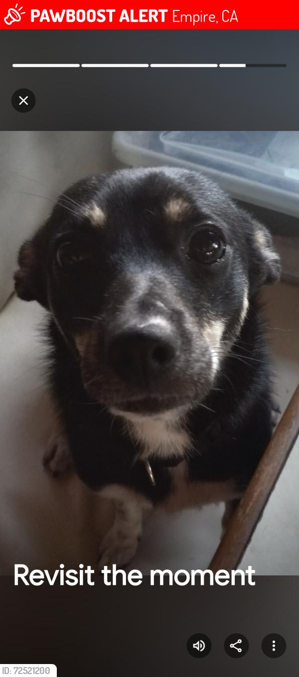 Lost Female Dog last seen Near A Street. Empire, CA 95319-5102, Empire, CA 95357