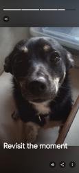 Lost Female Dog last seen Near A Street. Empire, CA 95319-5102, Empire, CA 95357