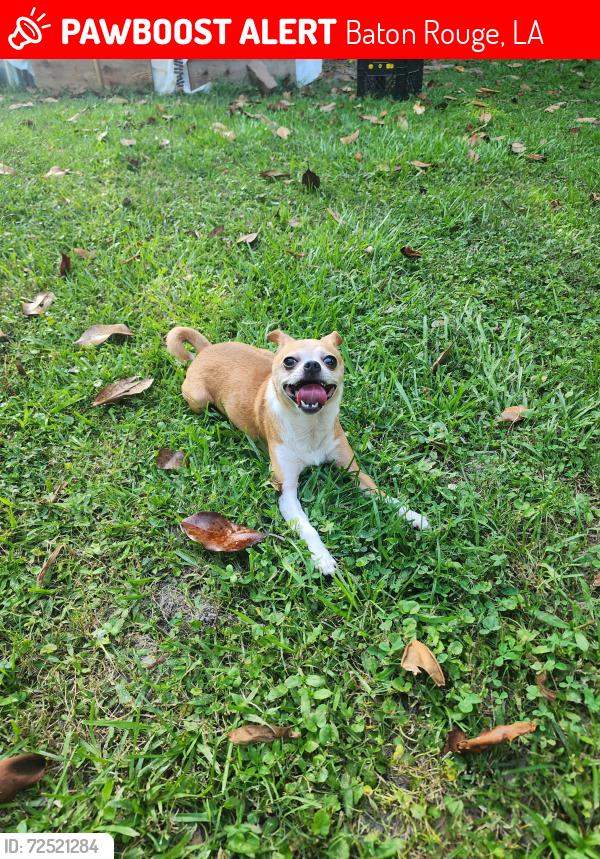 Lost Male Dog last seen Plank, Baton Rouge, LA 70805
