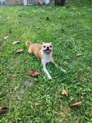 Lost Male Dog last seen Plank, Baton Rouge, LA 70805