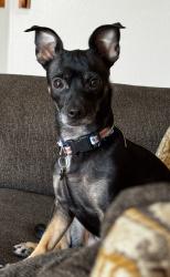 Lost Female Dog last seen El centro thousand palms, Thousand Palms, CA 92276