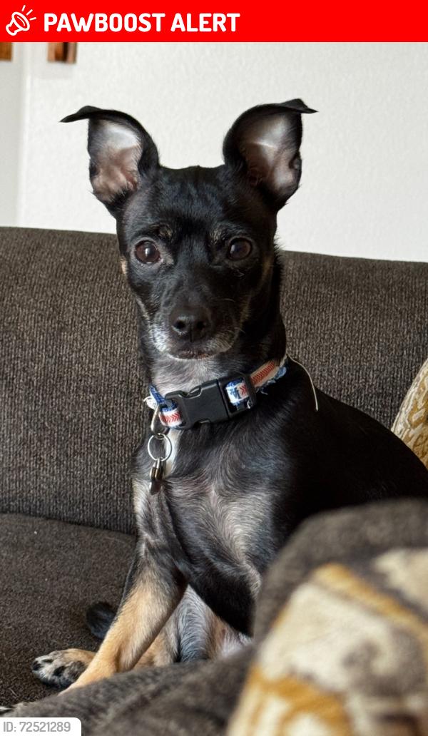 Lost Female Dog last seen El centro thousand palms, Thousand Palms, CA 92276