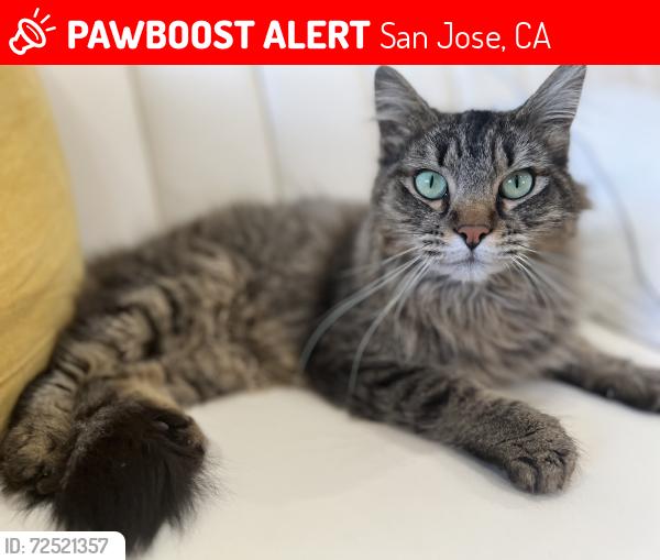Lost Female Cat last seen Warfield Way, San Jose, CA 95112