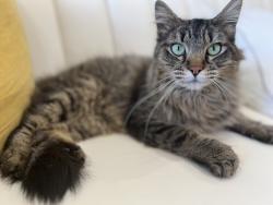 Lost Female Cat last seen Warfield Way, San Jose, CA 95112