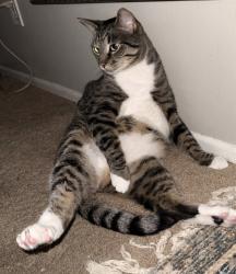 Lost Male Cat last seen Acacia/Brea Blvd, Brea, CA 92821
