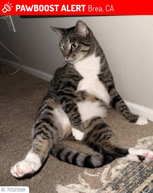 Lost Male Cat last seen Acacia/Brea Blvd, Brea, CA 92821