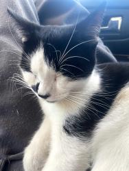 Lost Female Cat last seen Dashmart on olive st or Westminster st, Saint Paul, MN 55130