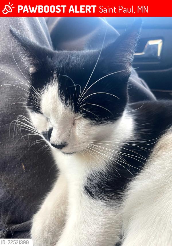 Lost Female Cat last seen Dashmart on olive st or Westminster st, Saint Paul, MN 55130