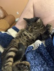 Lost Male Cat last seen Kintz Drive, Indianapolis, IN 46239