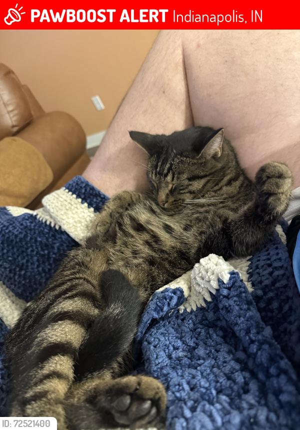 Lost Male Cat last seen Kintz Drive, Indianapolis, IN 46239