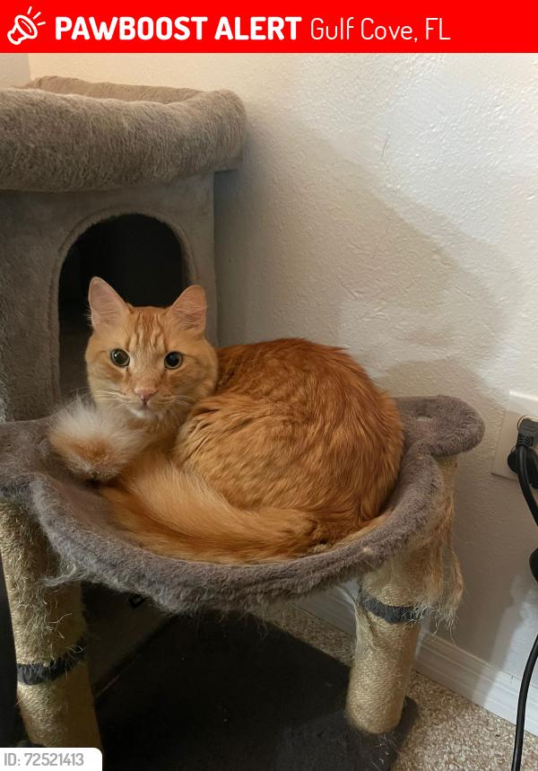 Lost Male Cat last seen Fillmore, gulf cove, Gulf Cove, FL 33981