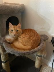 Lost Male Cat last seen Fillmore, gulf cove, Gulf Cove, FL 33981
