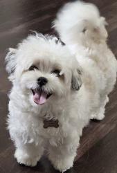 Lost Female Dog last seen Near Broadway ave, Jacksonville, FL 32254