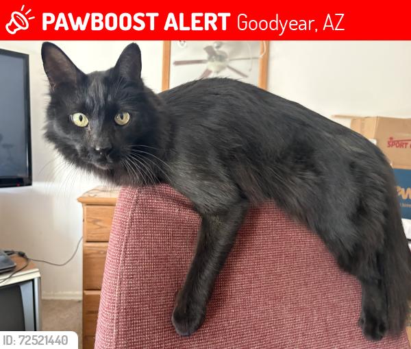 Lost Male Cat last seen 150th avenue and Meadowbrook , Goodyear, AZ 85395
