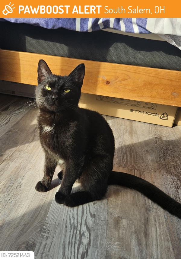 Found/Stray Female Cat last seen Just off of 50 near Chillicothe Ohio, South Salem, OH 45681