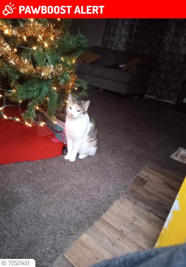 Lost Female Cat last seen Angle Rd ,Leslie pl, woodland Dr , West Terre Haute, IN 47885