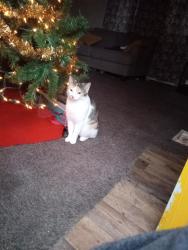 Lost Female Cat last seen Angle Rd ,Leslie pl, woodland Dr , West Terre Haute, IN 47885