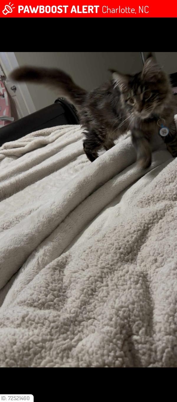Lost Male Cat last seen Houston mills , Charlotte, NC 28202