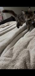 Lost Male Cat last seen Houston mills , Charlotte, NC 28202