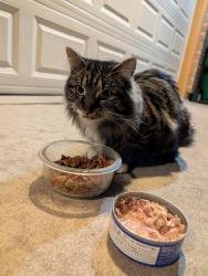 Reunited Female Cat last seen E Purdue Pl and E Purdue Cir. near Genoa, Aurora, CO 80013