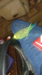 Lost Male Bird last seen North 55th Ave and Campbell Ave, Phoenix, AZ 85031
