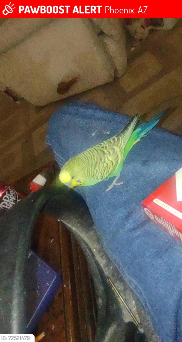 Lost Male Bird last seen North 55th Ave and Campbell Ave, Phoenix, AZ 85031