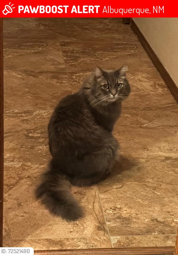 Lost Male Cat last seen Spinning Wheel NW and Hearth NW, Albuquerque, NM 87120