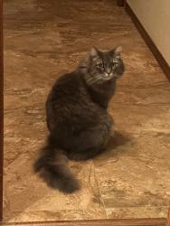 Lost Male Cat last seen Spinning Wheel NW and Hearth NW, Albuquerque, NM 87120