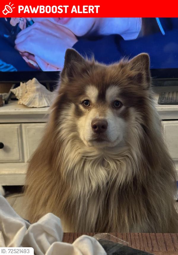Lost Female Dog last seen Zambolt and Main St , Rayburn Township, PA 16201