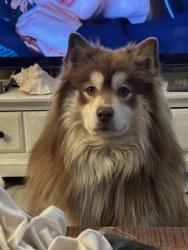 Lost Female Dog last seen Zambolt and Main St , Rayburn Township, PA 16201