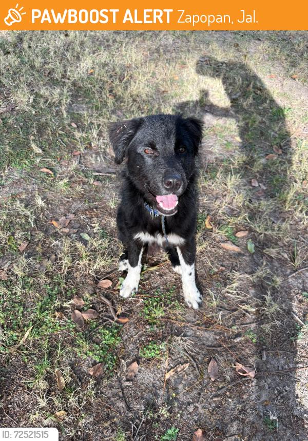 Rehomed Male Dog last seen Parque Metropolitano, Zapopan, Jal. 