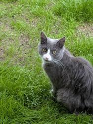 Lost Female Cat last seen Nairn dve Baldivis, Baldivis, WA 6171