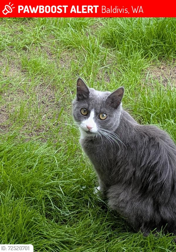 Lost Female Cat last seen Nairn dve Baldivis, Baldivis, WA 6171