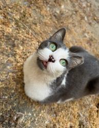 Reunited Female Cat last seen Shoemaker whittier CA, Whittier, CA 90605